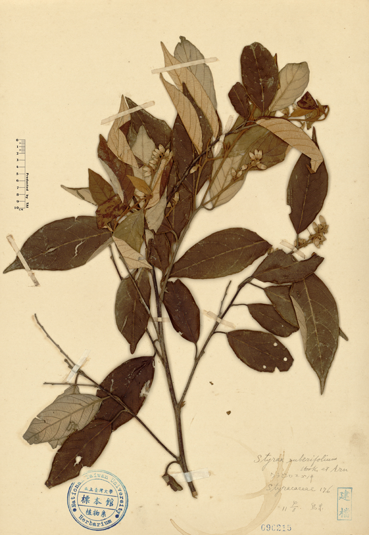 中文種名:紅皮學名:Styrax suberifolium Hook. & Arn.俗名:紅皮俗名（英文）:紅皮