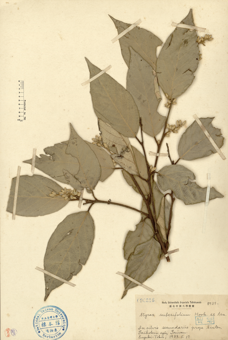 中文種名:紅皮學名:Styrax suberifolium Hook. & Arn.俗名:紅皮俗名（英文）:紅皮