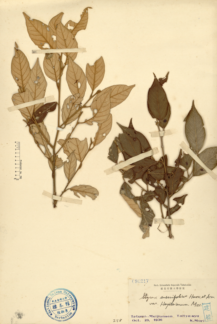 中文種名:紅皮學名:Styrax suberifolium Hook. & Arn. var. hayataianum Mori俗名:紅皮俗名（英文）:紅皮