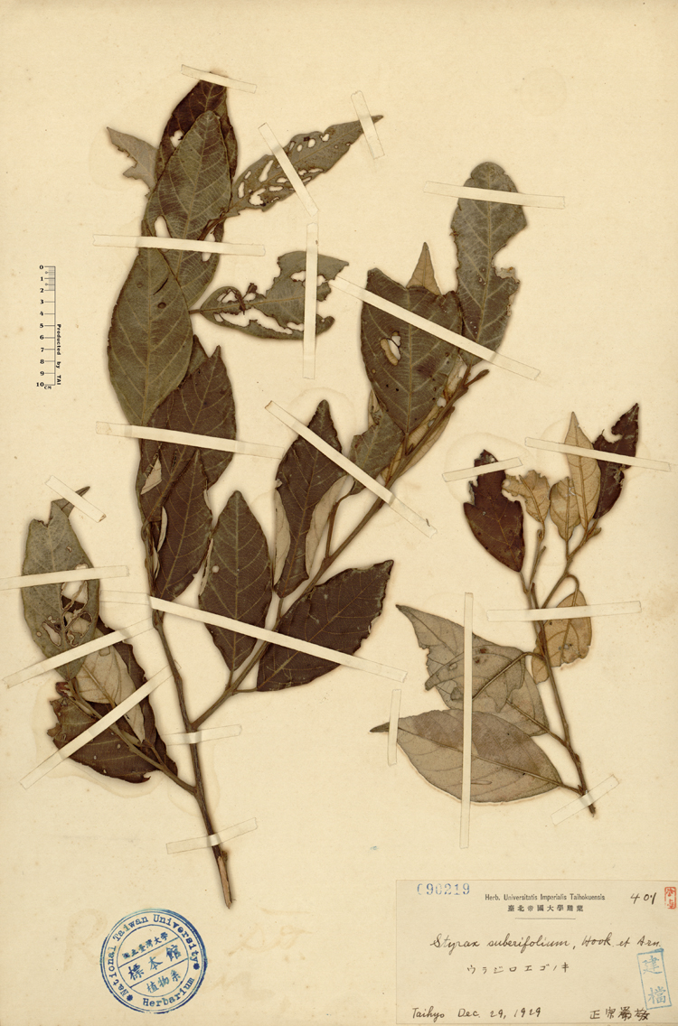 中文種名:紅皮學名:Styrax suberifolium Hook. & Arn.俗名:紅皮俗名（英文）:紅皮