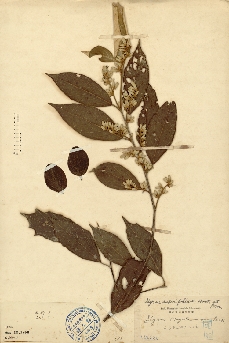 中文種名:紅皮學名:Styrax suberifolius Hook. & Arn.俗名:紅皮俗名（英文）:紅皮