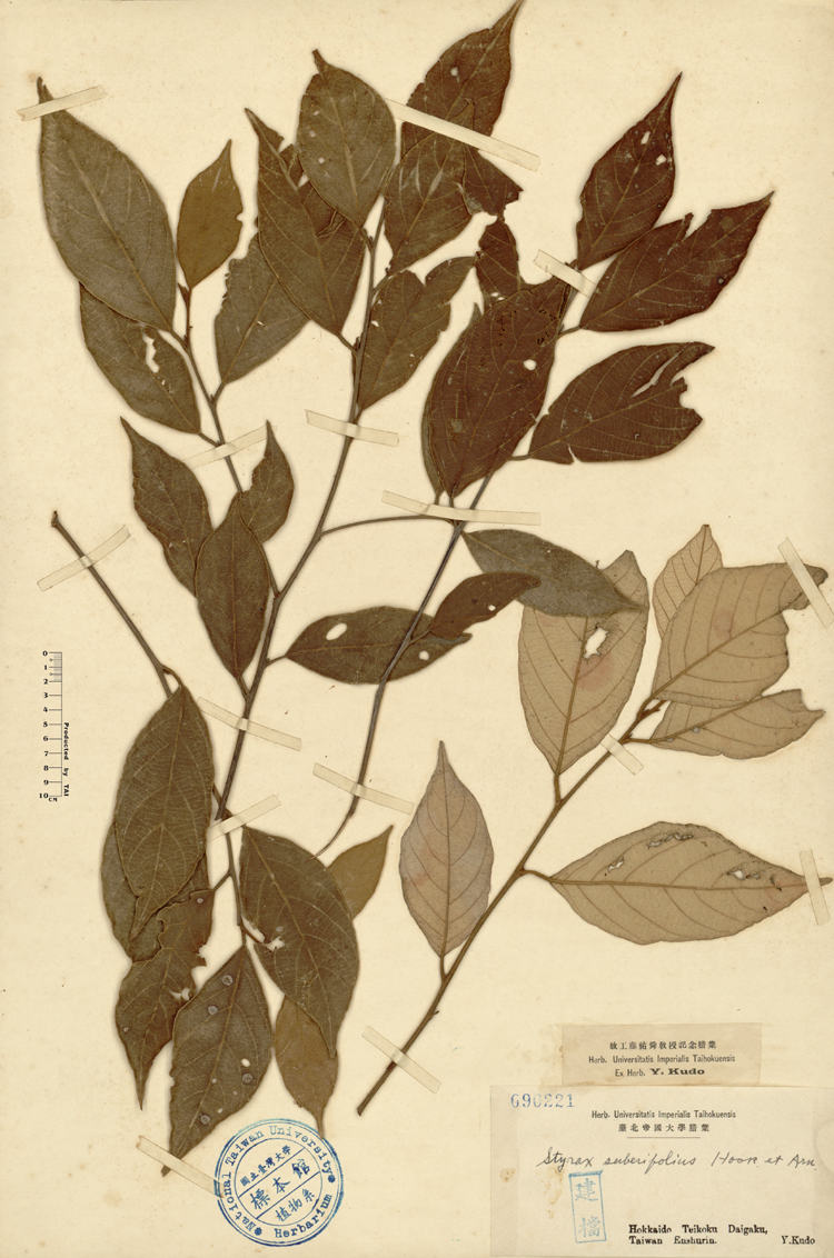 中文種名:紅皮學名:Styrax suberifolius Hook. & Arn.俗名:紅皮俗名（英文）:紅皮