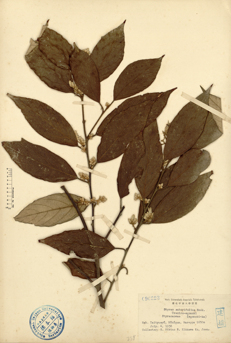 中文種名:紅皮學名:Styrax suberifolius Hook. & Arn.俗名:紅皮俗名（英文）:紅皮