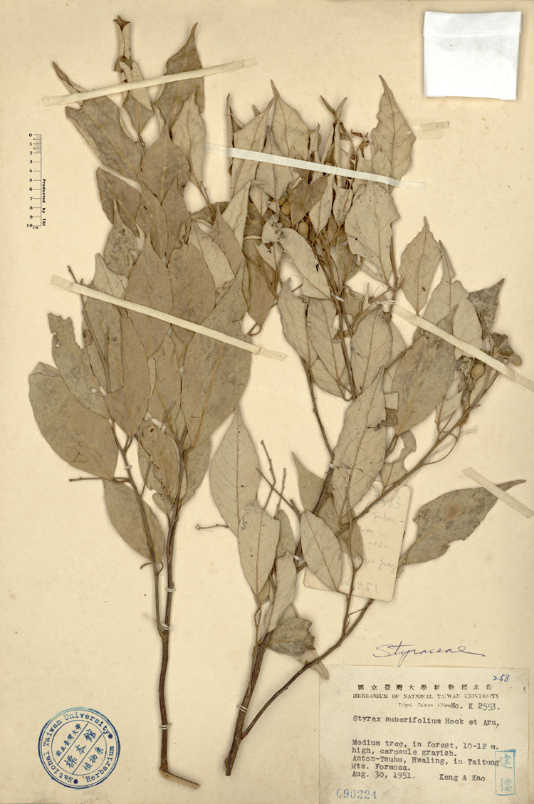 中文種名:紅皮學名:Styrax suberifolium Hook. & Arn.俗名:紅皮俗名（英文）:紅皮