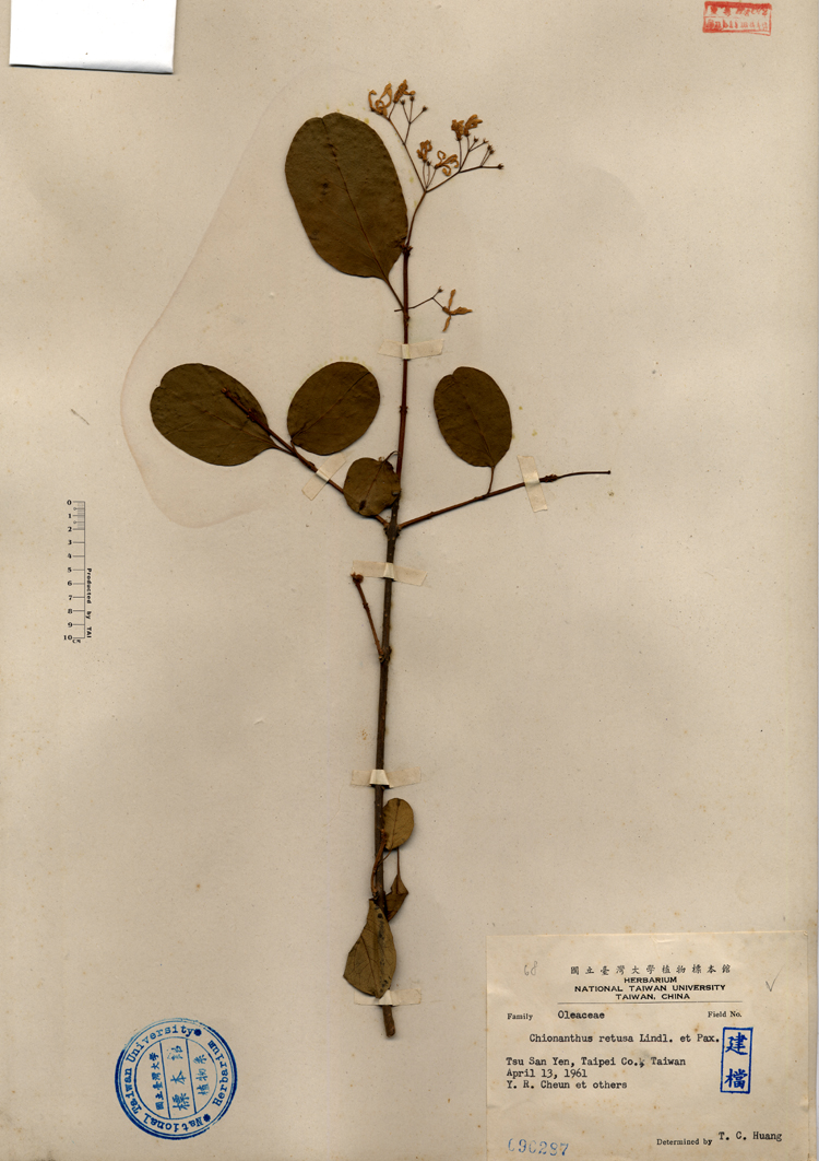 中文種名:流蘇樹學名:Chionanthus retusus Lindl. & Paxton俗名:流蘇樹俗名（英文）:流蘇樹