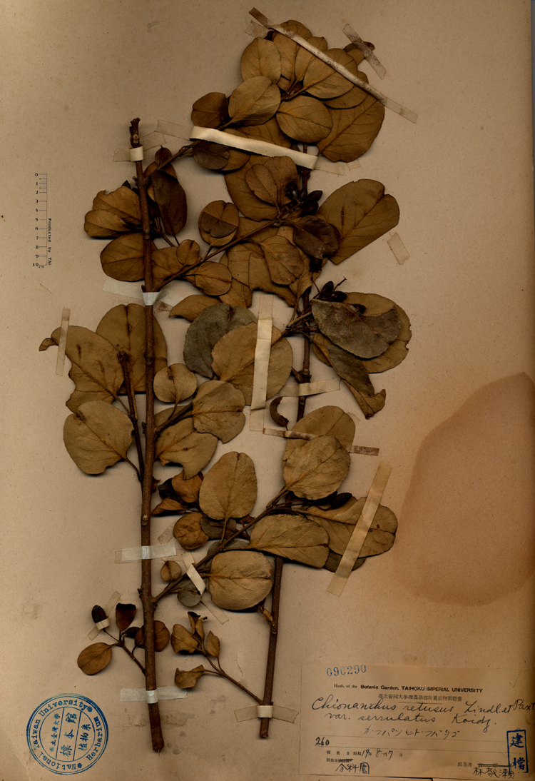 中文種名:流蘇樹學名:Chionanthus retusus Lindl. & Paxton var. serrulatus Koidz.俗名:流蘇樹俗名（英文）:流蘇樹