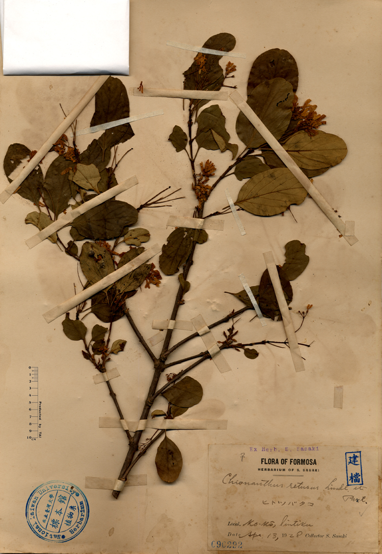 中文種名:流蘇樹學名:Chionanthus retusus Lindl. & Paxton俗名:流蘇樹俗名（英文）:流蘇樹