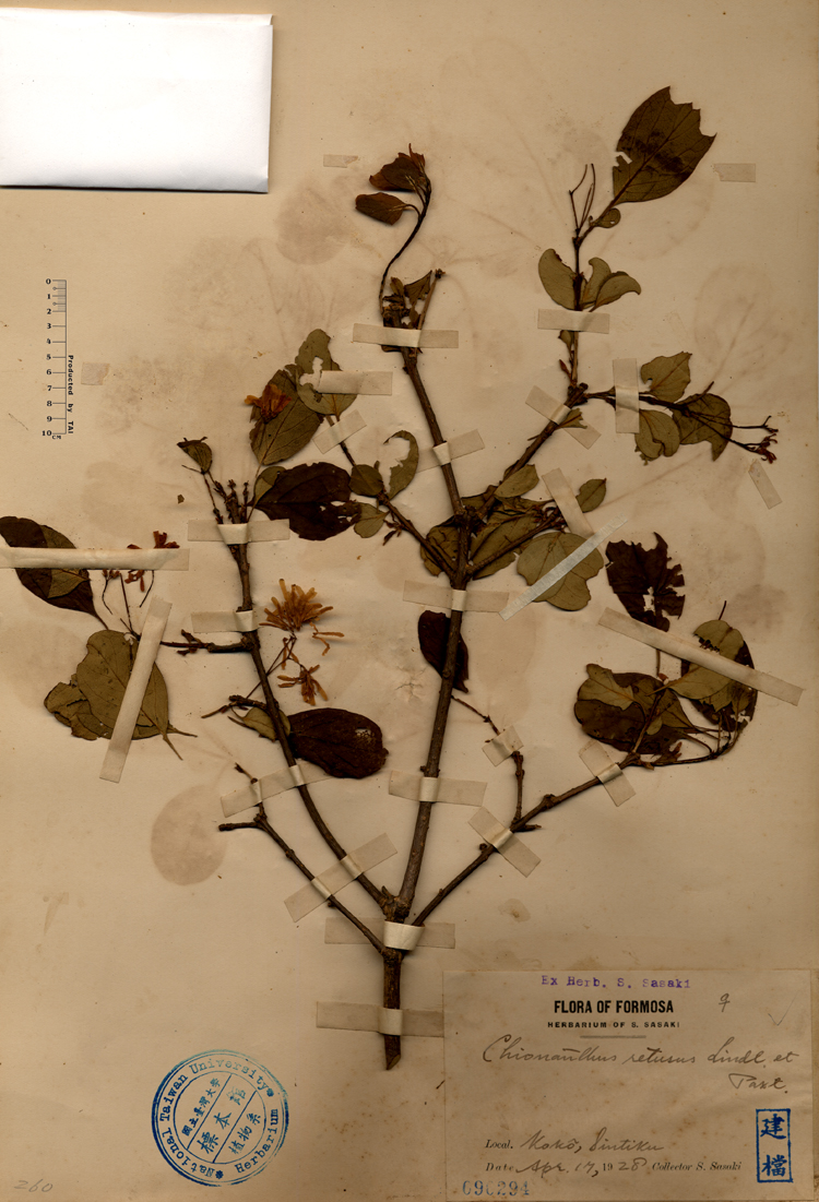 中文種名:流蘇樹學名:Chionanthus retusus Lindl. & Paxton俗名:流蘇樹俗名（英文）:流蘇樹