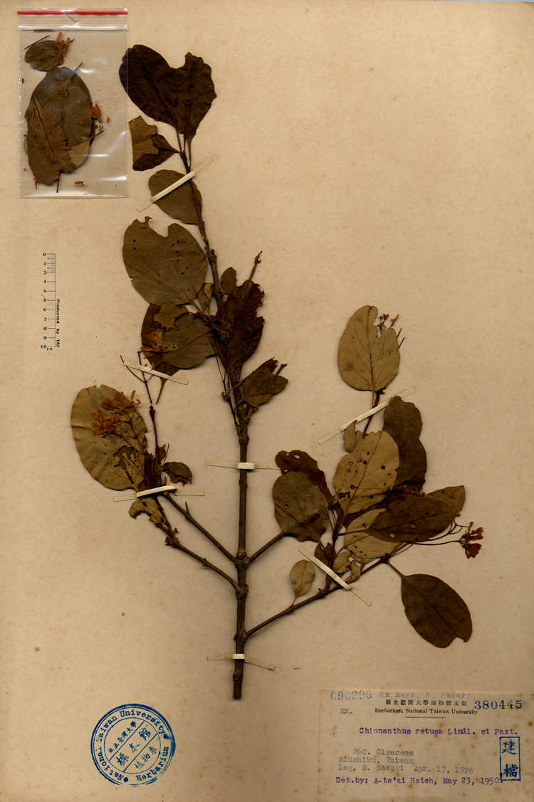 中文種名:流蘇樹學名:Chionanthus retusus Lindl. & Paxton俗名:流蘇樹俗名（英文）:流蘇樹