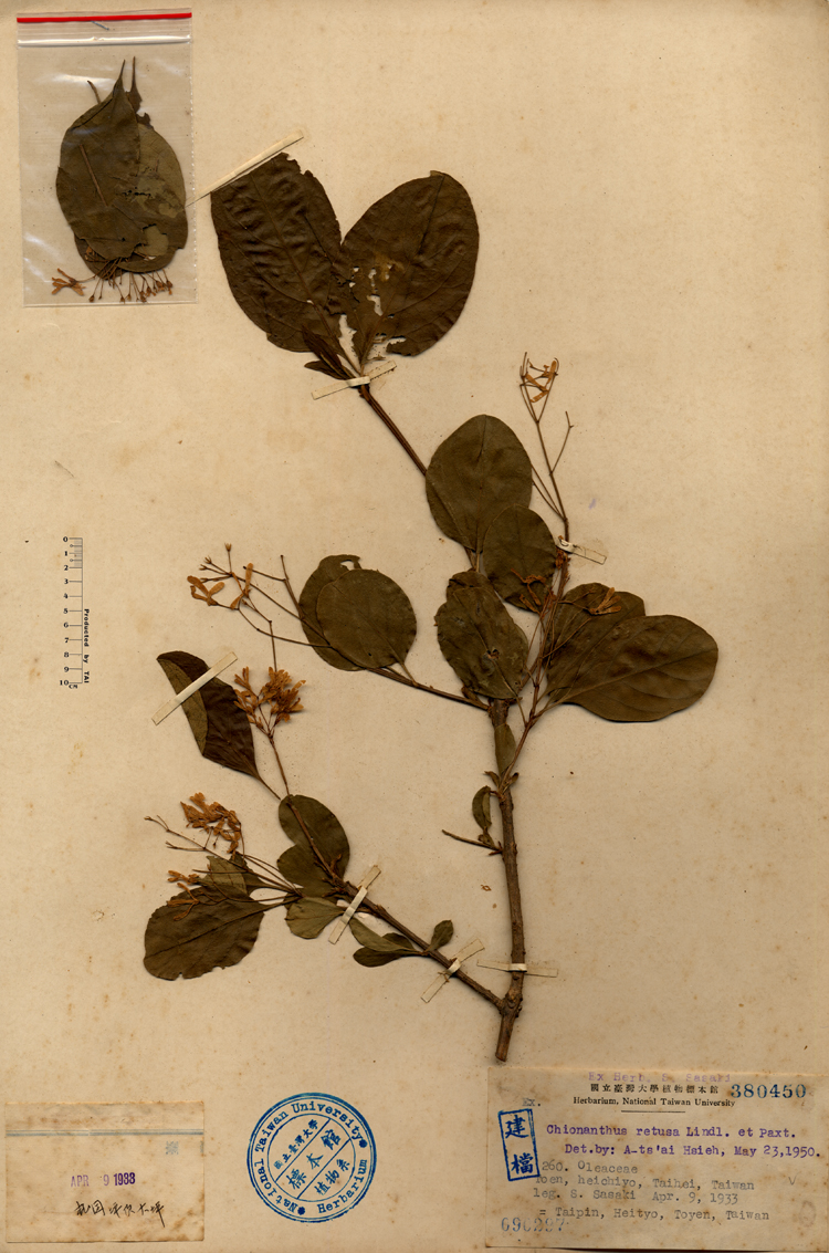 中文種名:流蘇樹學名:Chionanthus retusus Lindl. & Paxton俗名:流蘇樹俗名（英文）:流蘇樹