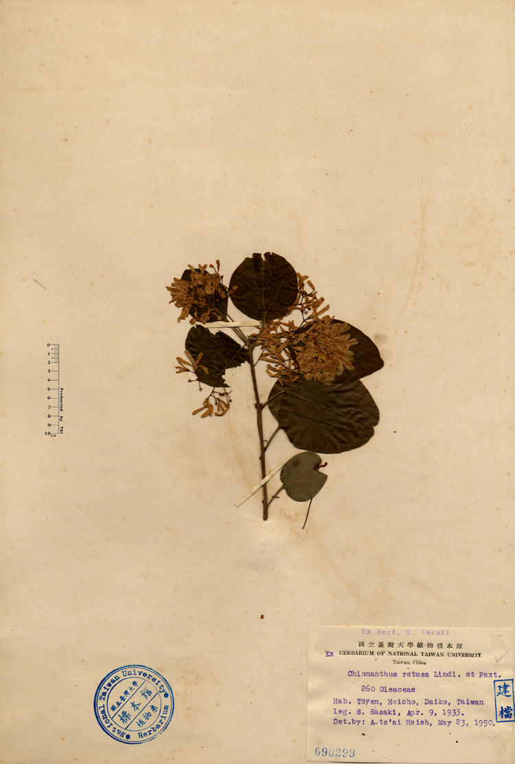 中文種名:流蘇樹學名:Chionanthus retusus Lindl. & Paxton俗名:流蘇樹俗名（英文）:流蘇樹