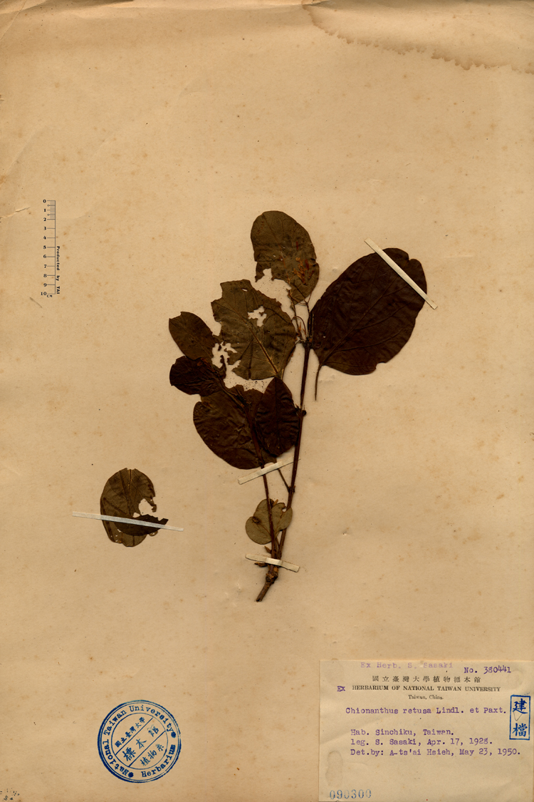 中文種名:流蘇樹學名:Chionanthus retusus Lindl. & Paxton俗名:流蘇樹俗名（英文）:流蘇樹