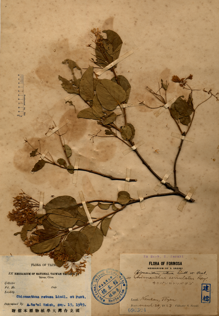 中文種名:流蘇樹學名:Chionanthus retusus Lindl. & Paxton俗名:流蘇樹俗名（英文）:流蘇樹