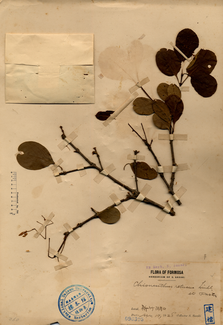 中文種名:流蘇樹學名:Chionanthus retusus Lindl. & Paxton俗名:流蘇樹俗名（英文）:流蘇樹