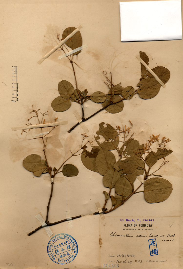 中文種名:流蘇樹學名:Chionanthus retusus Lindl. & Paxton俗名:流蘇樹俗名（英文）:流蘇樹