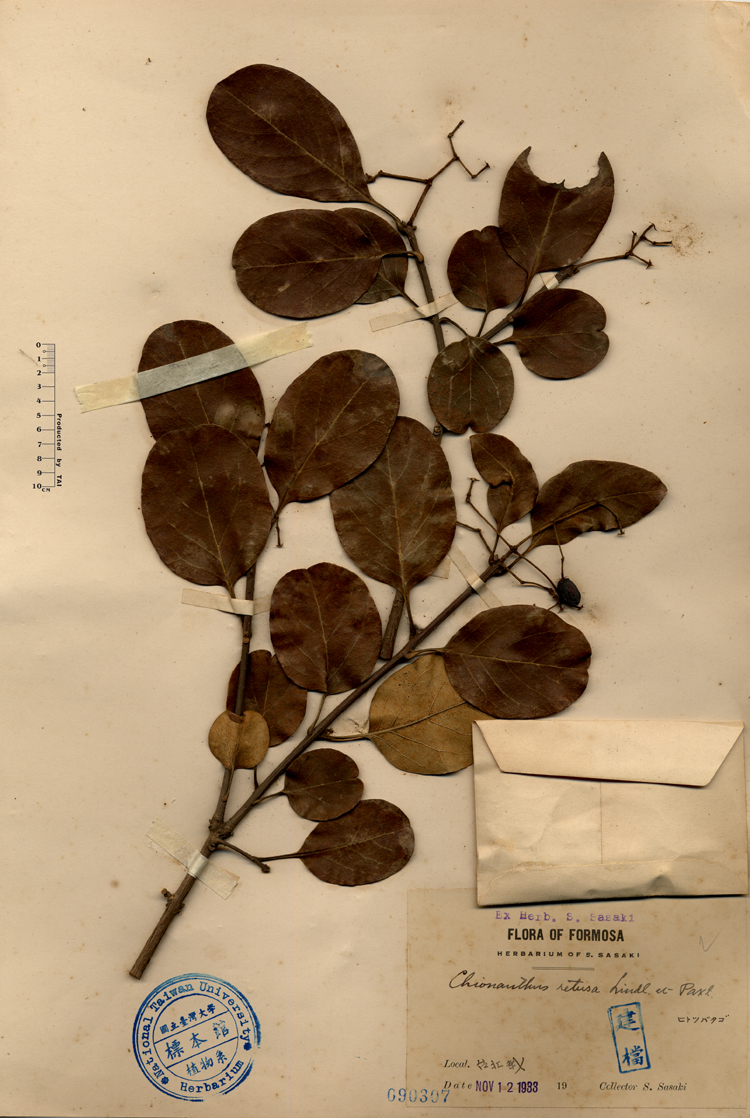 中文種名:流蘇樹學名:Chionanthus retusus Lindl. & Paxton俗名:流蘇樹俗名（英文）:流蘇樹