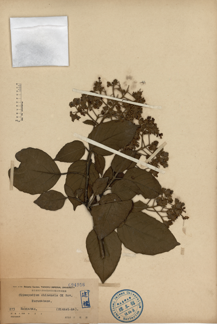 中文種名:臭茉莉學名:Climopodium chinensis OK Rev.俗名:臭茉莉俗名（英文）:臭茉莉