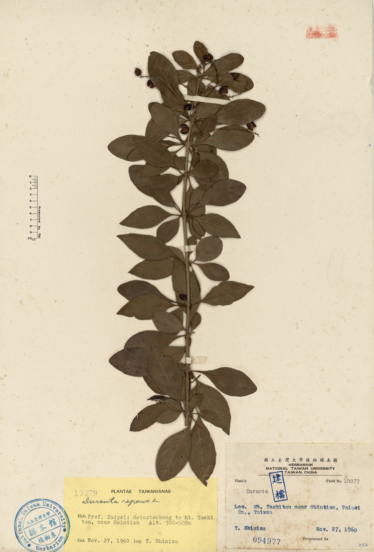 中文種名:金露花學名:Duranta repens L.俗名:金露花俗名（英文）:金露花