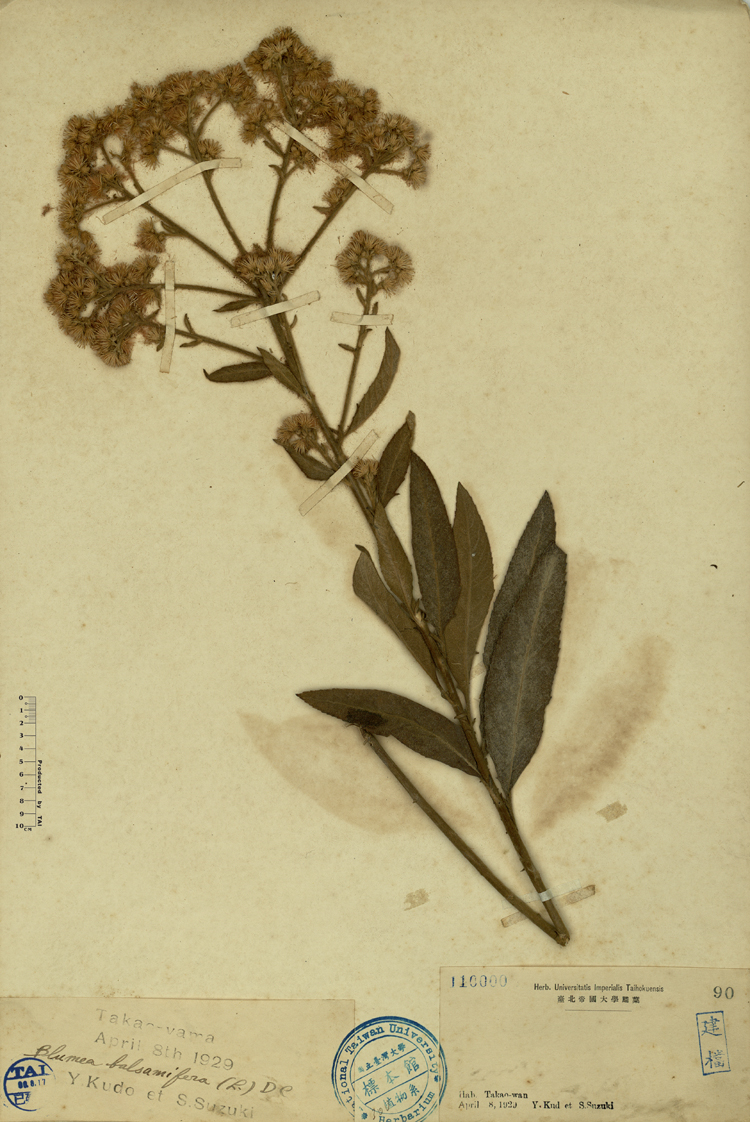 中文種名:艾納香學名:Blumea balsamifera (L.) DC.俗名:艾納香俗名（英文）:艾納香