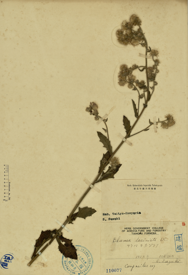 中文種名:裂葉艾納香學名:Blumea laciniata DC.俗名:裂葉艾納香俗名（英文）:裂葉艾納香
