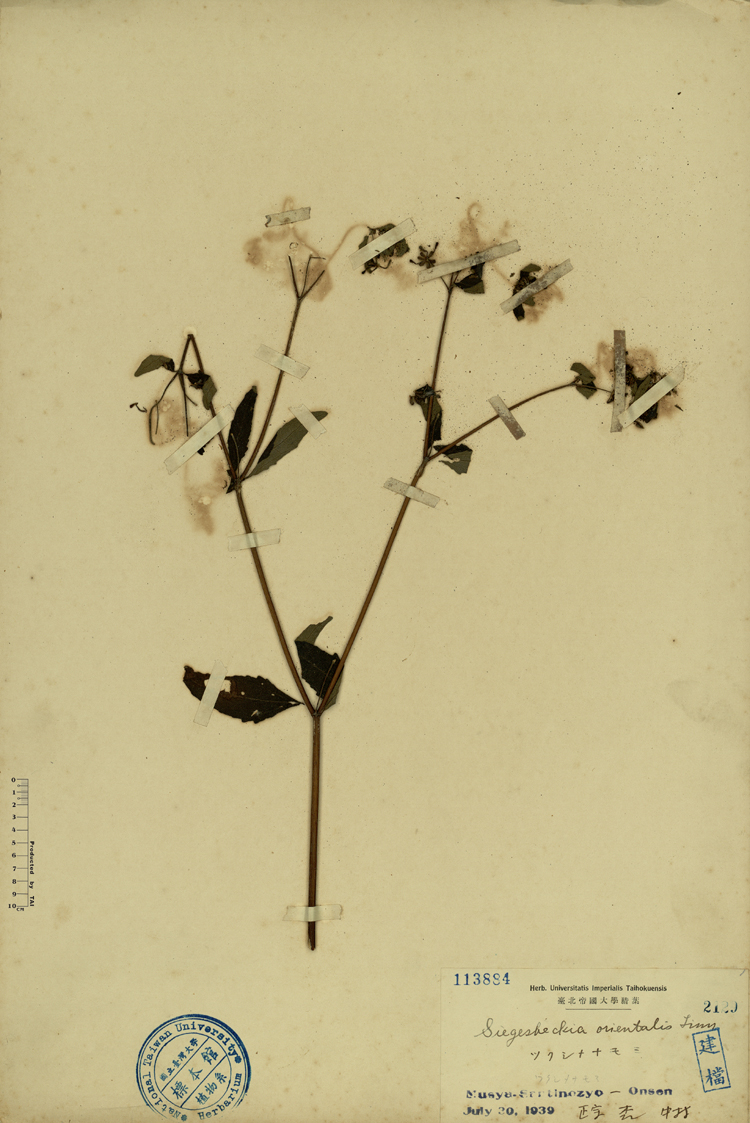 中文種名:豨薟學名:Siegesbeckia orientalis Linn.俗名:豨薟俗名（英文）:豨薟