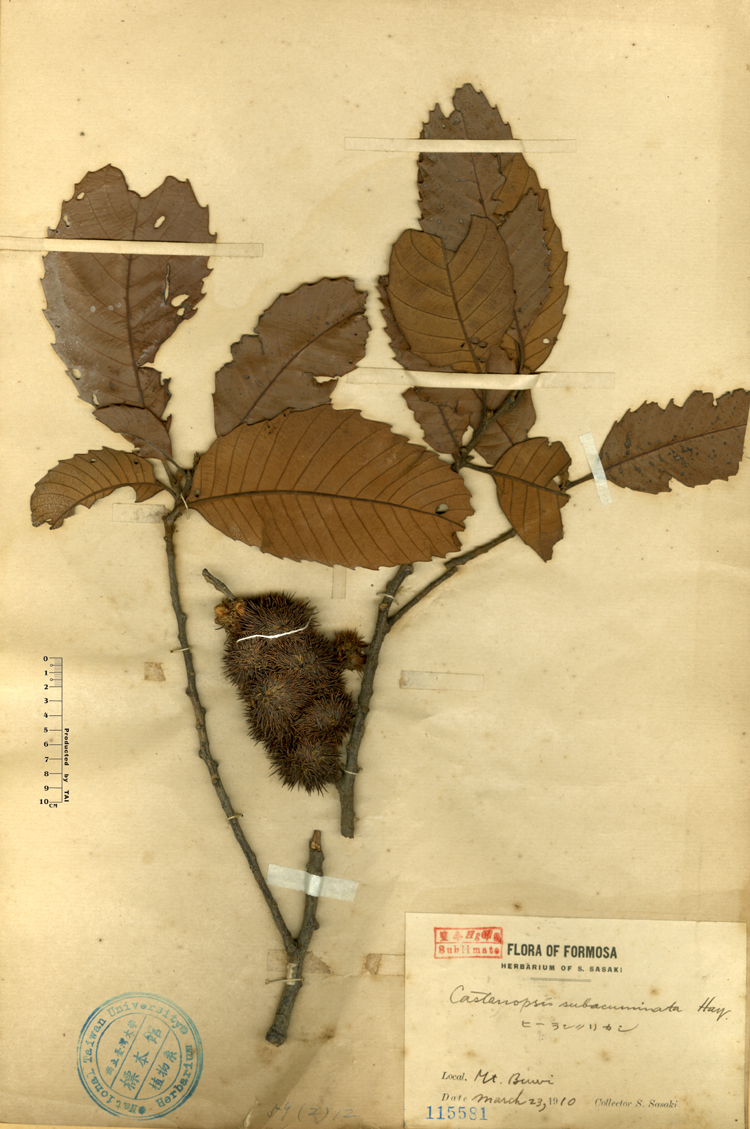 中文種名:印度栲學名:Castanopsis subacuminata Hay.俗名:印度栲俗名（英文）:印度栲