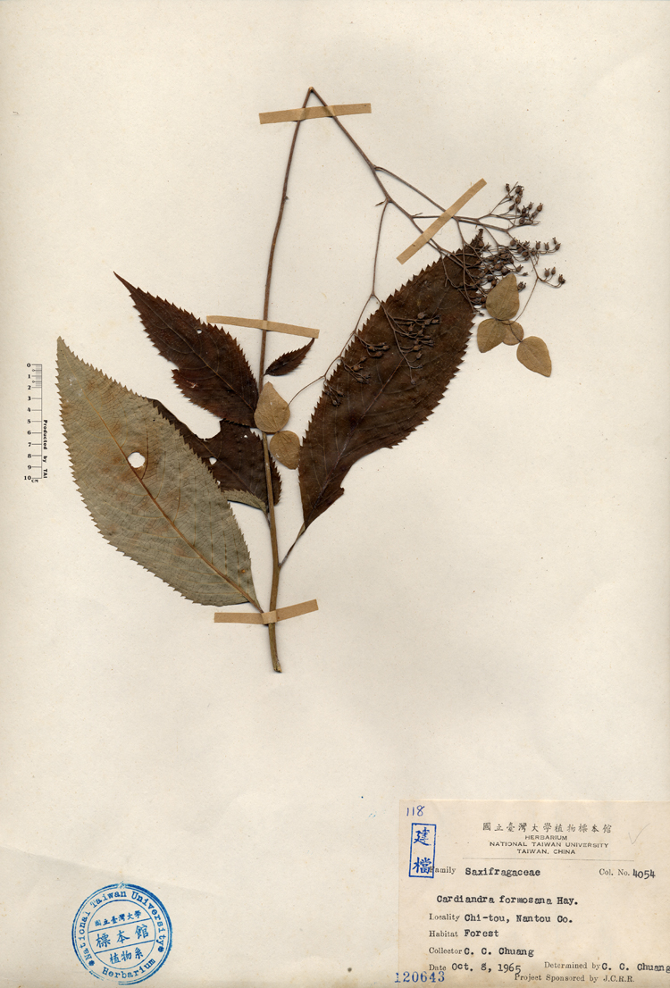 中文種名:台灣草紫陽花學名:Cardiandra formosana Hay.俗名:台灣草紫陽花俗名（英文）:台灣草紫陽花
