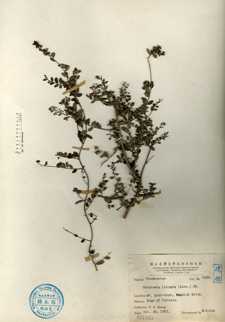 中文種名:小葉黃鱔藤學名:Berchemia lineata (Linn.) DC.俗名:小葉黃鱔藤俗名（英文）:小葉黃鱔藤