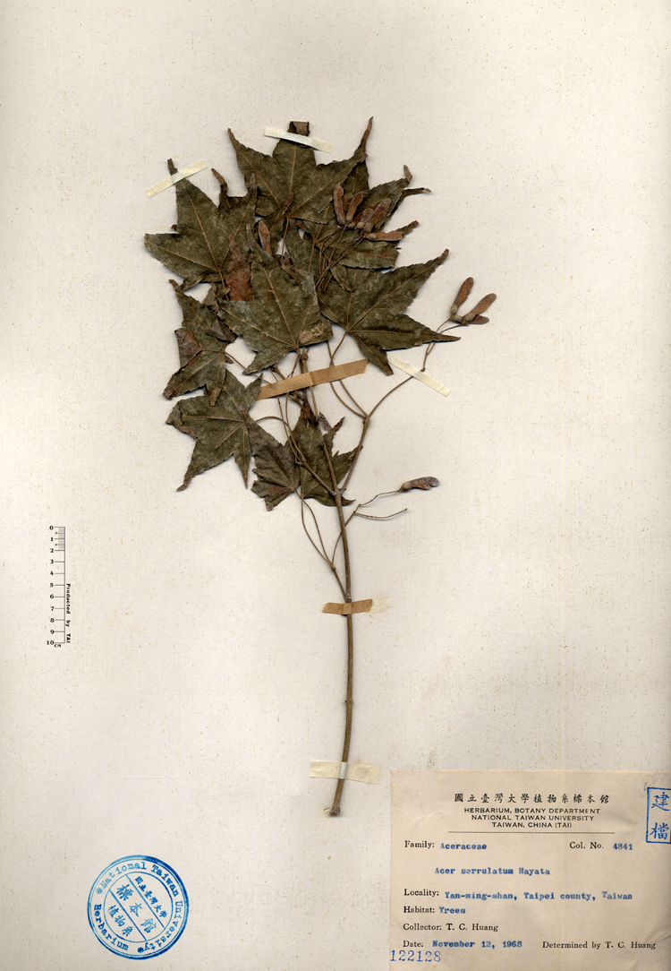 中文種名:青楓學名:Acer serrulatum Hayata俗名:青楓俗名（英文）:青楓