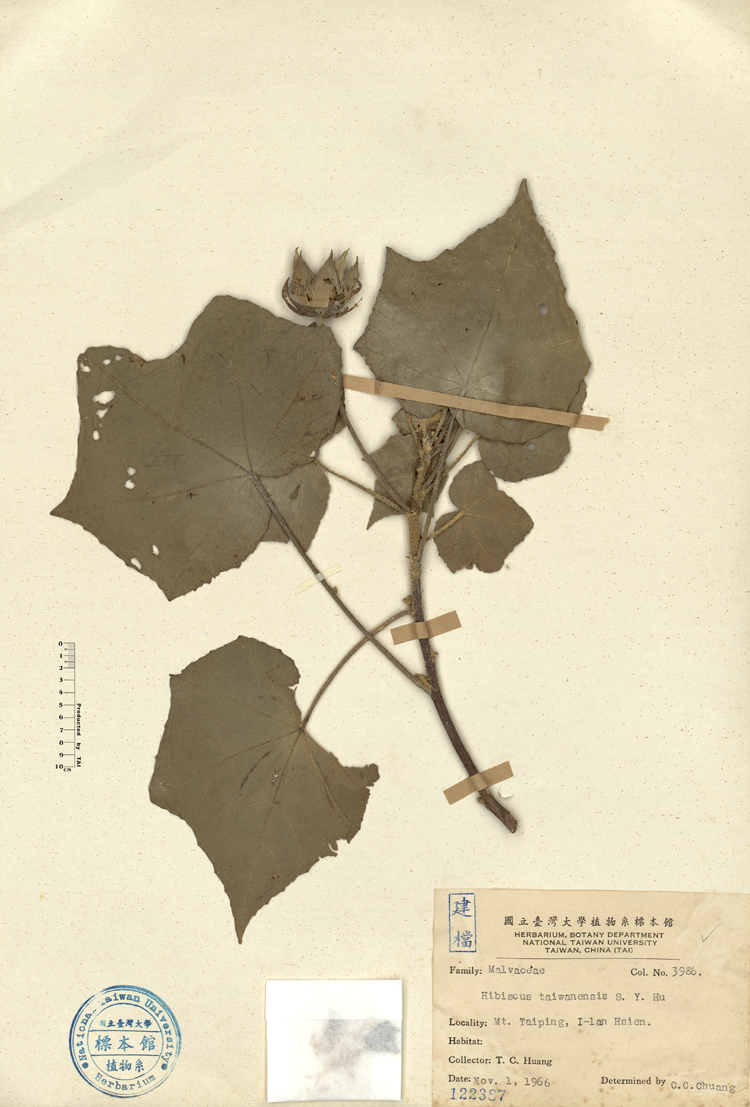 中文種名:山芙蓉學名:Hibiscus taiwanensis S. Y. Hu俗名:山芙蓉俗名（英文）:山芙蓉