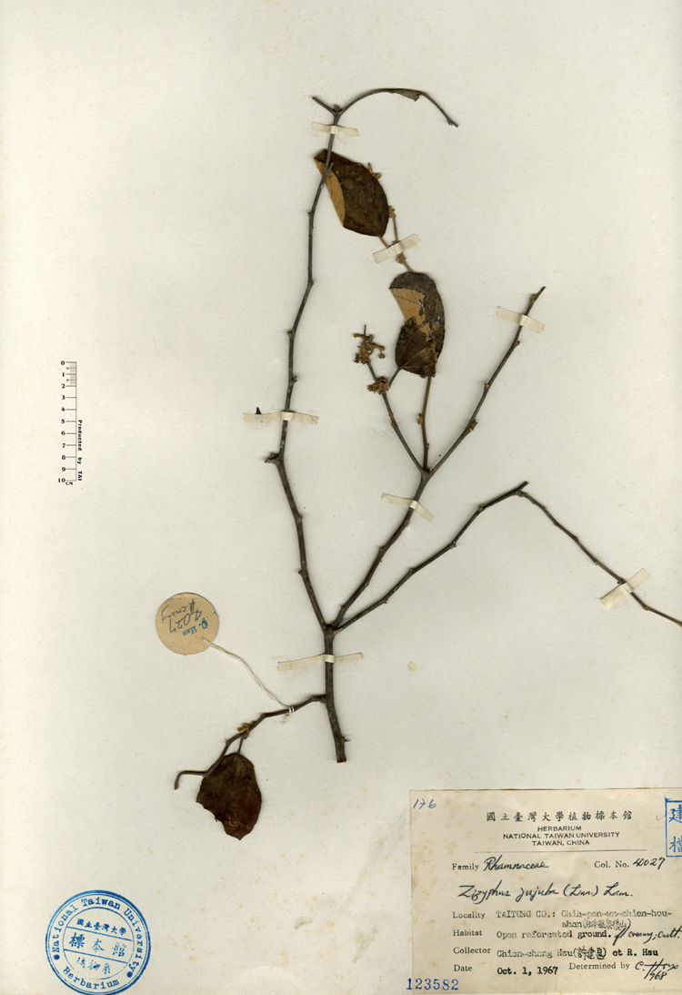 中文種名:紅棗學名:Zizyphus jujuba (Linn.) Lam.俗名:紅棗俗名（英文）:紅棗