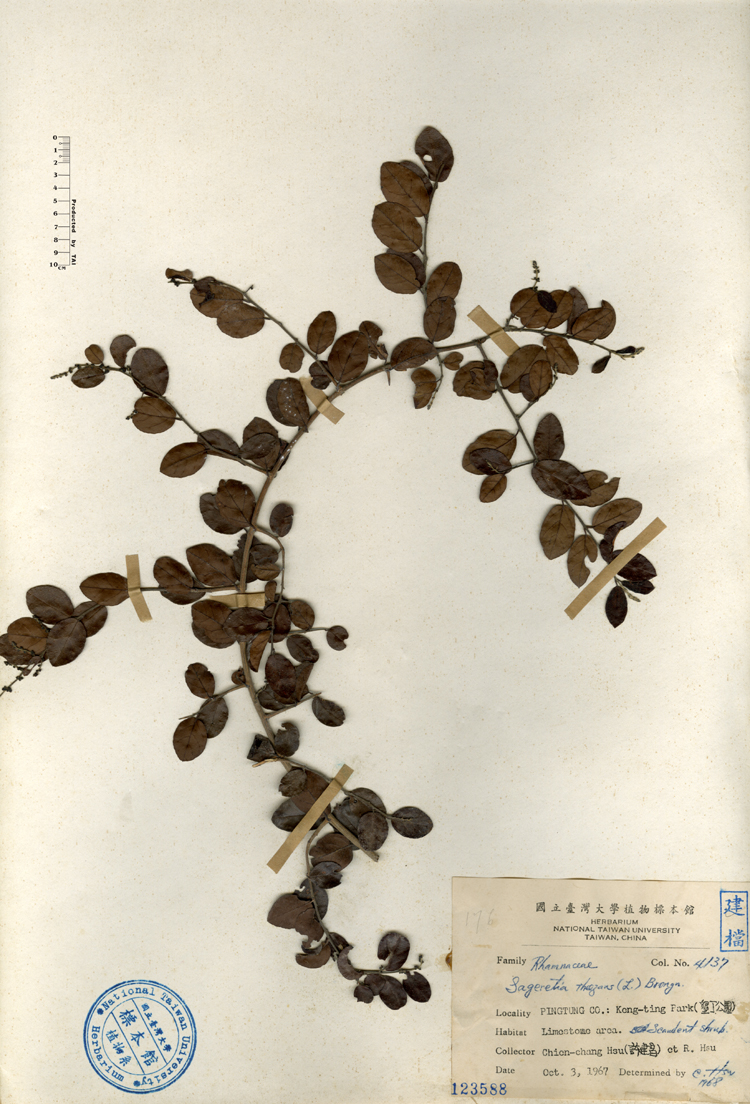 中文種名:雀梅藤學名:Sageretia theezans (L.) Brongn.俗名:雀梅藤俗名（英文）:雀梅藤