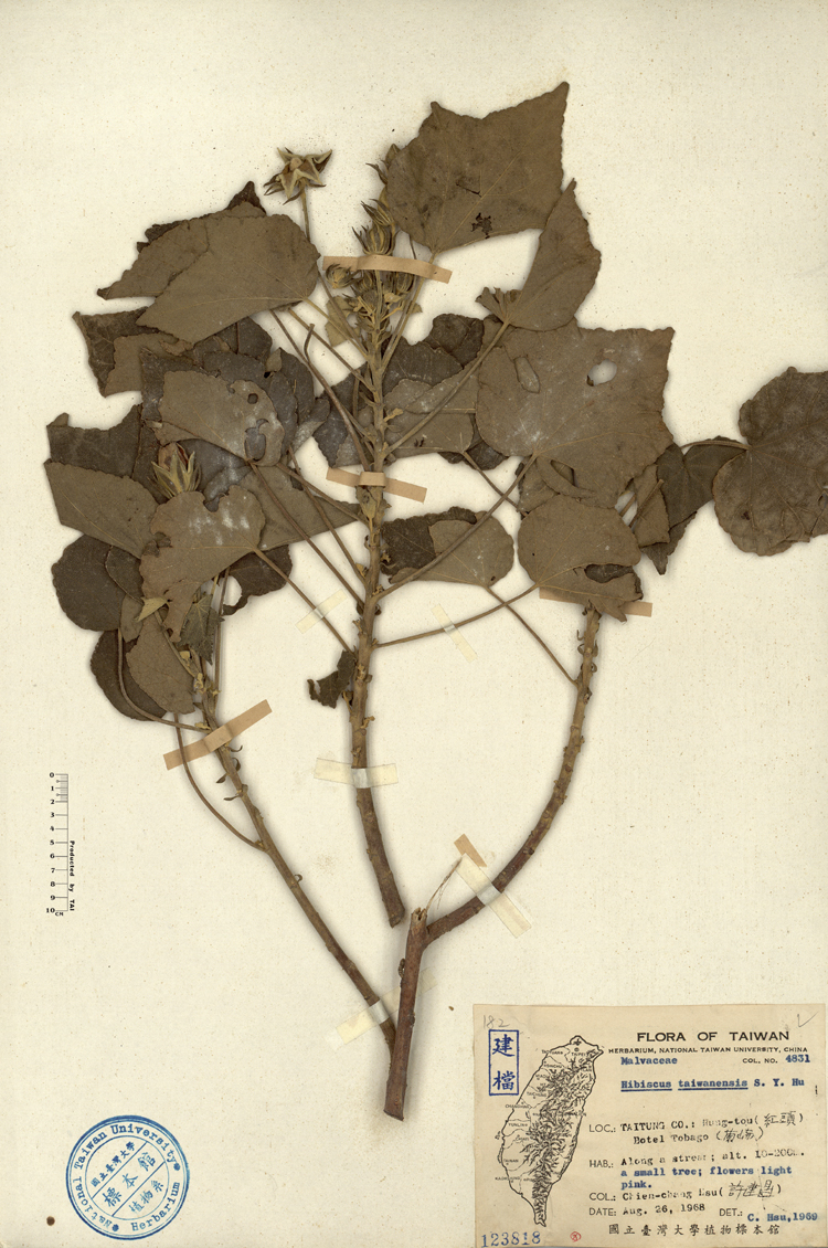 中文種名:山芙蓉學名:Hibiscus taiwanensis S. Y. Hu俗名:山芙蓉俗名（英文）:山芙蓉
