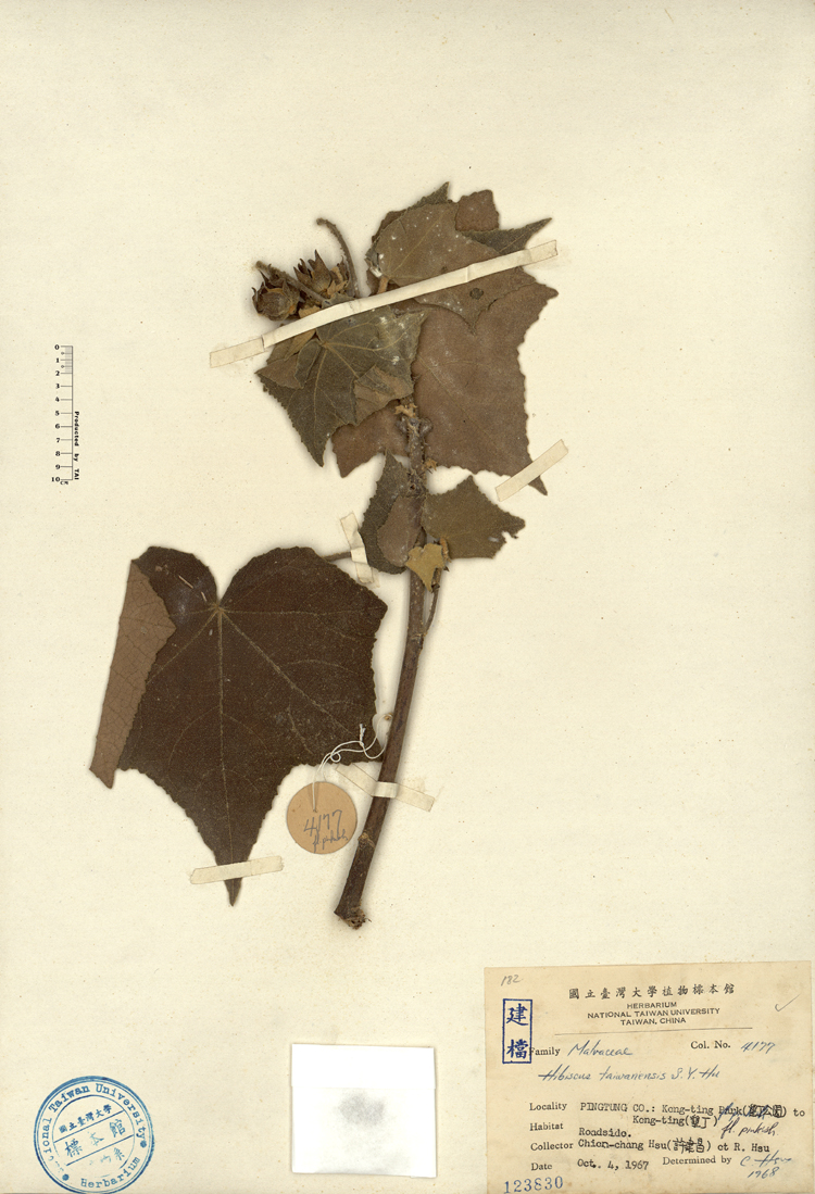 中文種名:山芙蓉學名:Hibiscus taiwanensis S.Y.Hu俗名:山芙蓉俗名（英文）:山芙蓉