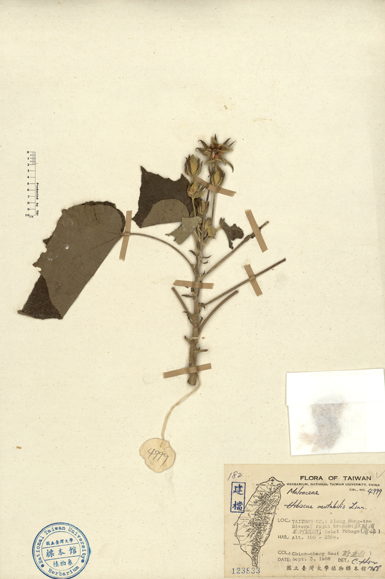 中文種名:山芙蓉學名:Hibiscus mutabilis L.俗名:山芙蓉俗名（英文）:山芙蓉