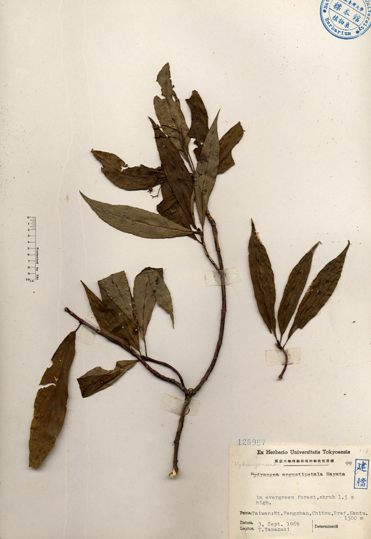 中文種名:狹瓣八仙花學名:Hydrangea angustipetala Hayata俗名:狹瓣八仙花俗名（英文）:狹瓣八仙花