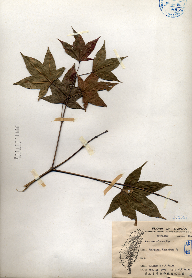 中文種名:青楓學名:Acer serrulatum Hay.俗名:青楓俗名（英文）:青楓