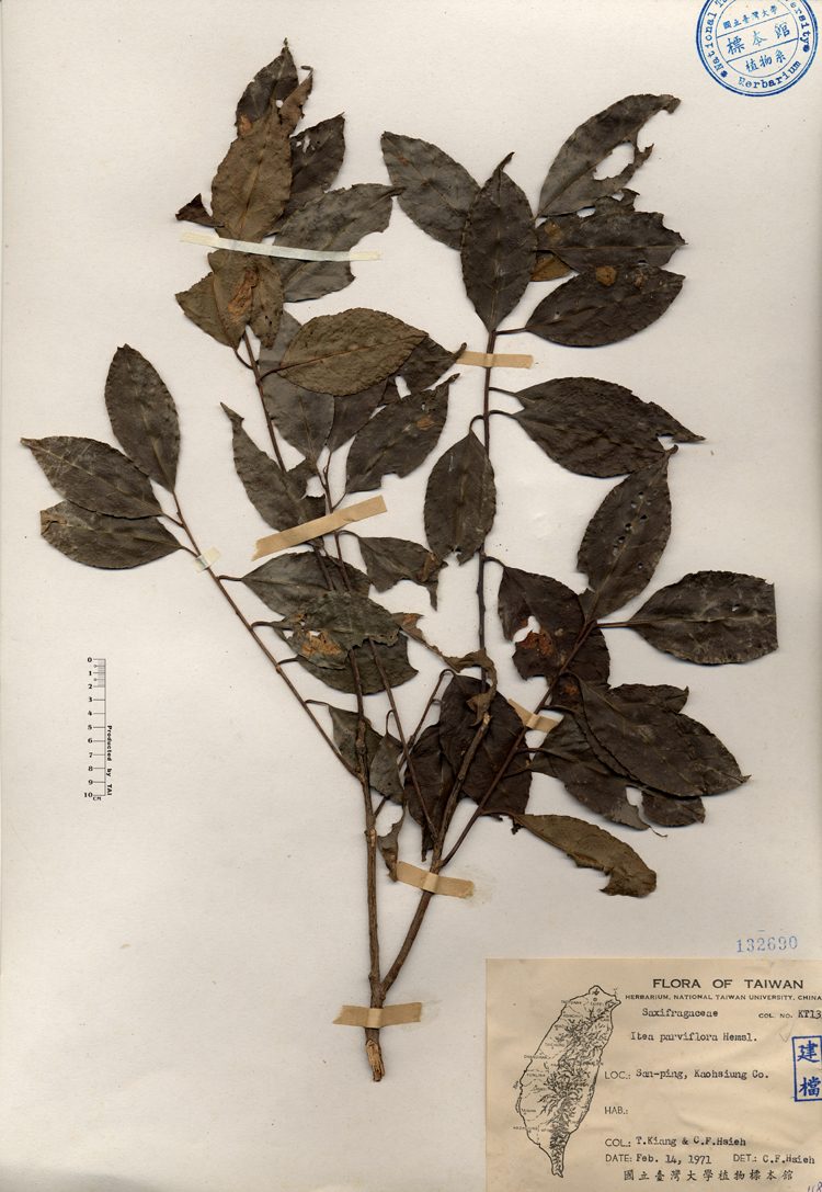 中文種名:小花鼠刺學名:Itea parviflora Hemsl.俗名:小花鼠刺俗名（英文）:小花鼠刺