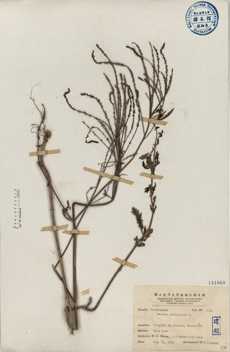 中文種名:馬鞭草學名:Verbena officinalis L.俗名:馬鞭草俗名（英文）:馬鞭草