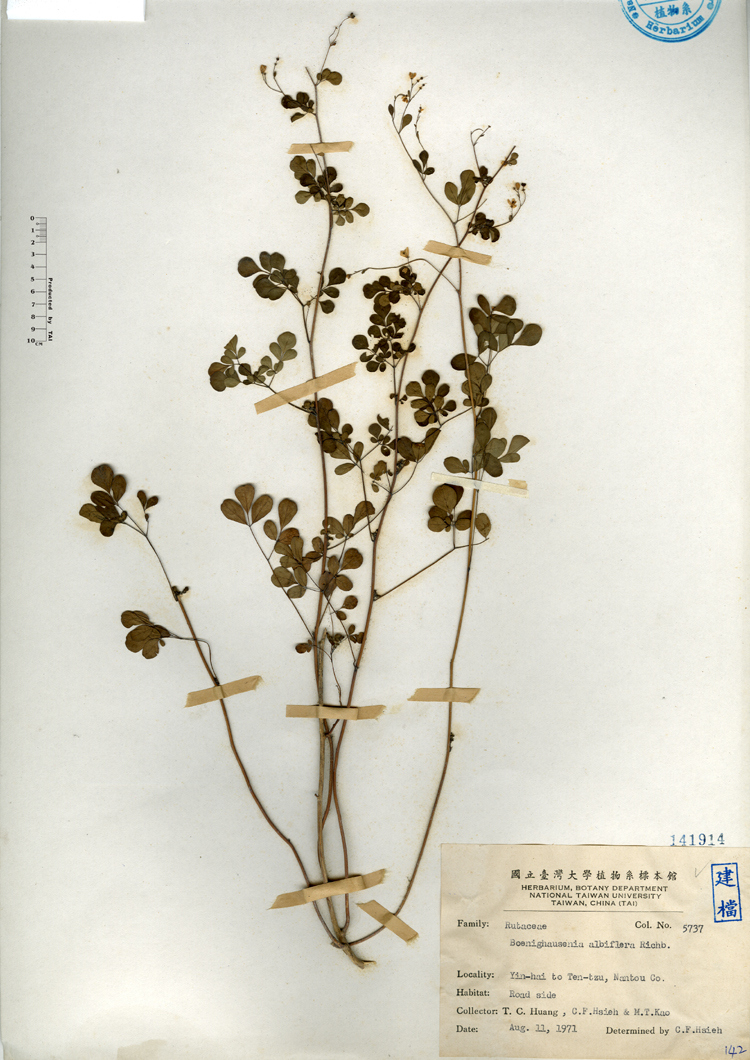 中文種名:臭節草學名:Boenninghausenia albiflora Reichb.俗名:臭節草俗名（英文）:臭節草