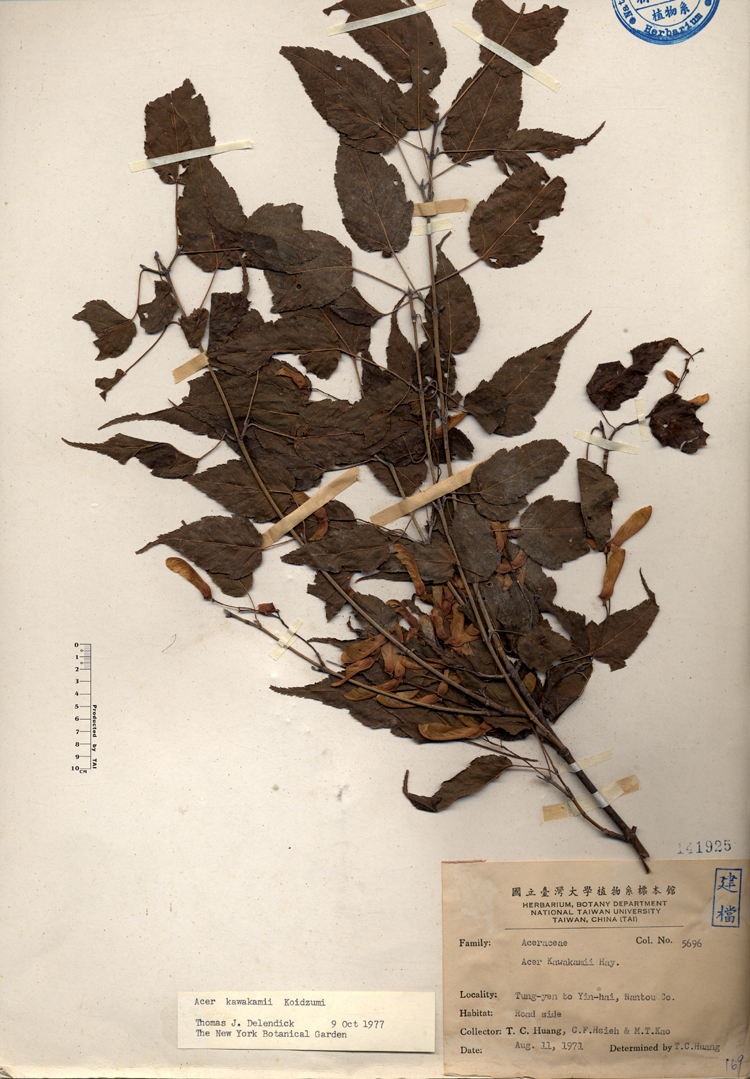 中文種名:尖葉槭學名:Acer kawakamii Hay.俗名:尖葉槭俗名（英文）:尖葉槭