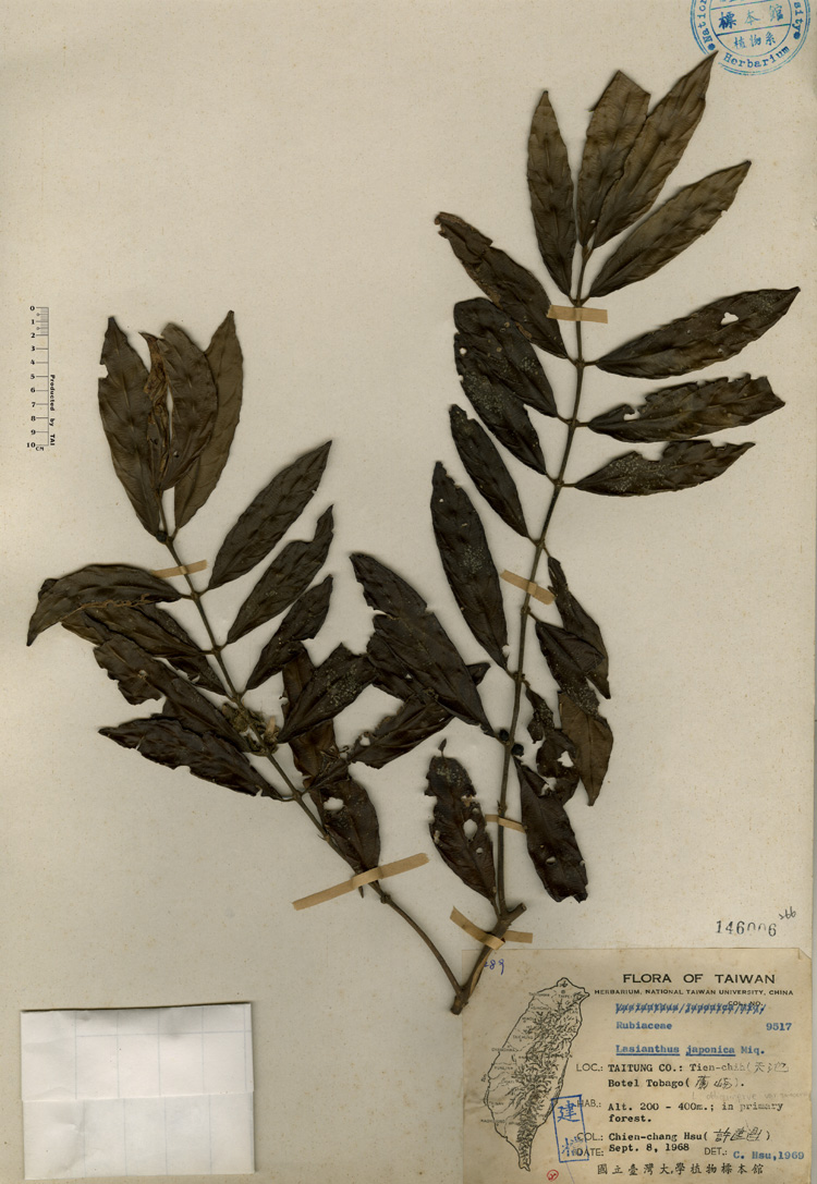 中文種名:台東雞屎樹學名:Lasianthus japonicus Miq.俗名:台東雞屎樹俗名（英文）:台東雞屎樹