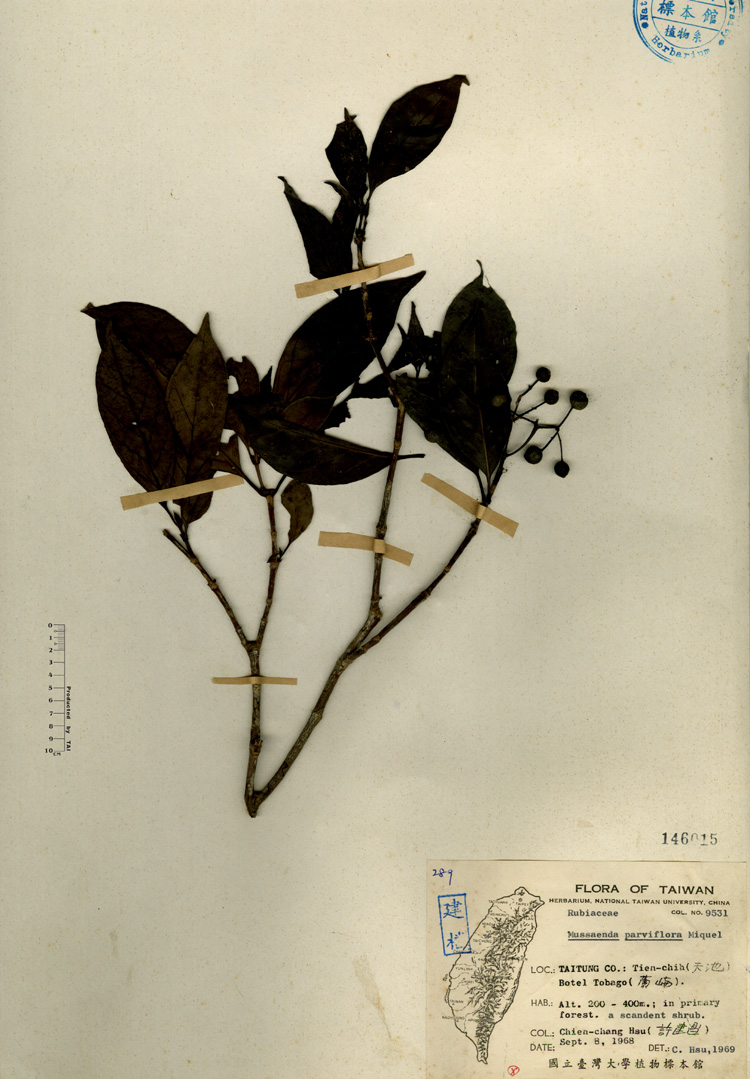 中文種名:錫蘭玉心花學名:Mussaenda parviflora Miquel俗名:錫蘭玉心花俗名（英文）:錫蘭玉心花