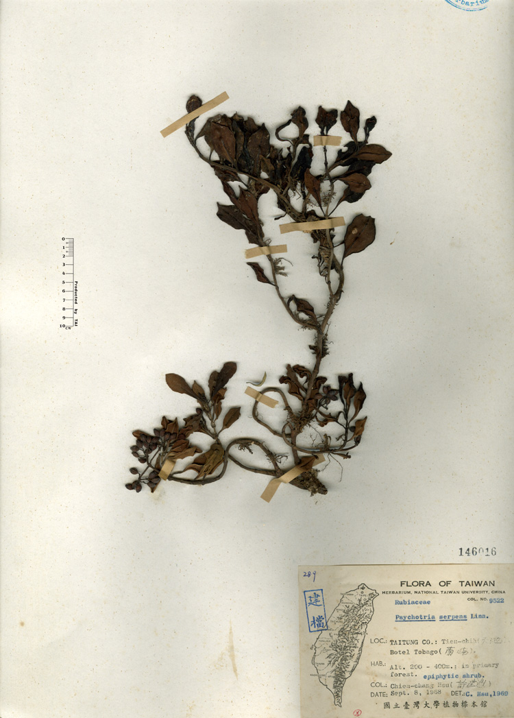 中文種名:拎壁龍學名:Psychotria serpens Linn.俗名:拎壁龍俗名（英文）:拎壁龍