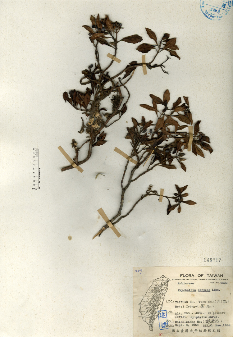 中文種名:拎壁龍學名:Psychotria serpens Linn.俗名:拎壁龍俗名（英文）:拎壁龍