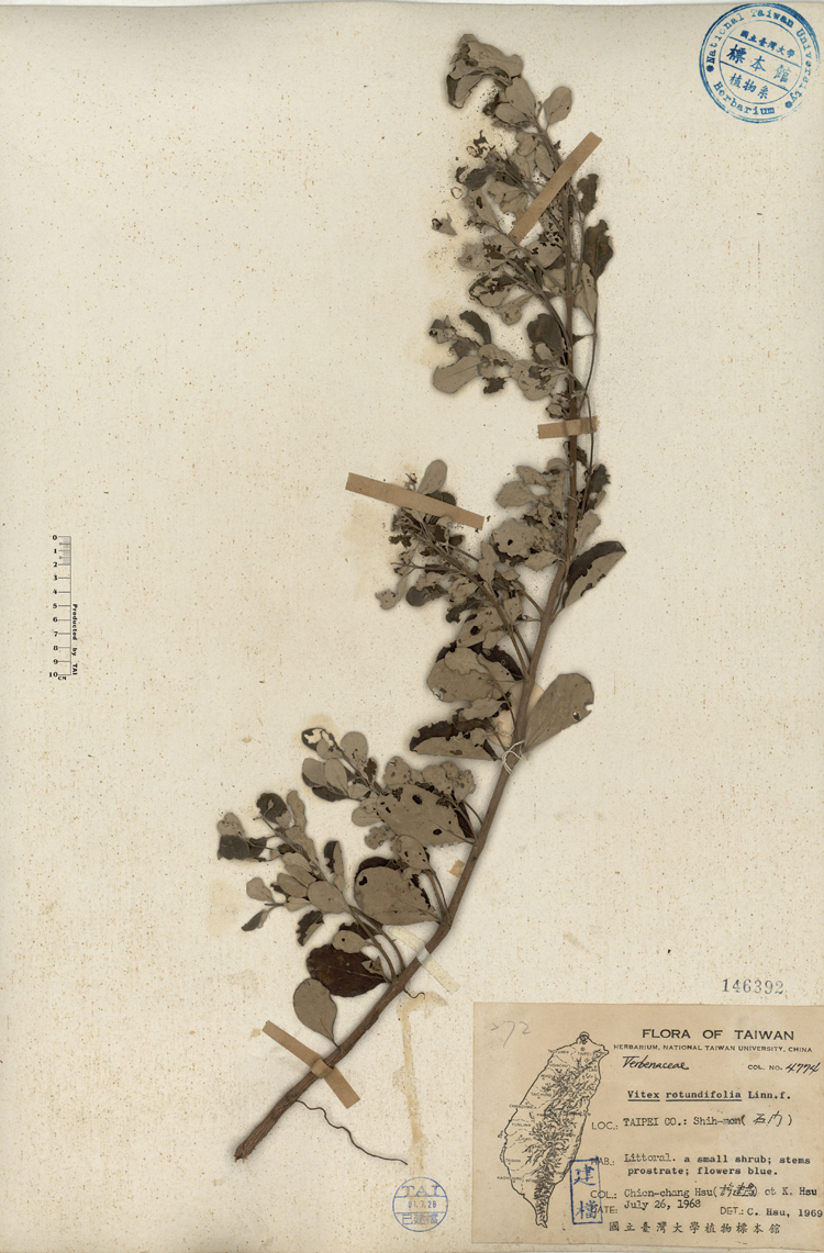 中文種名:海埔姜學名:Vitex rotundifolia Linn. f.俗名:海埔姜俗名（英文）:海埔姜