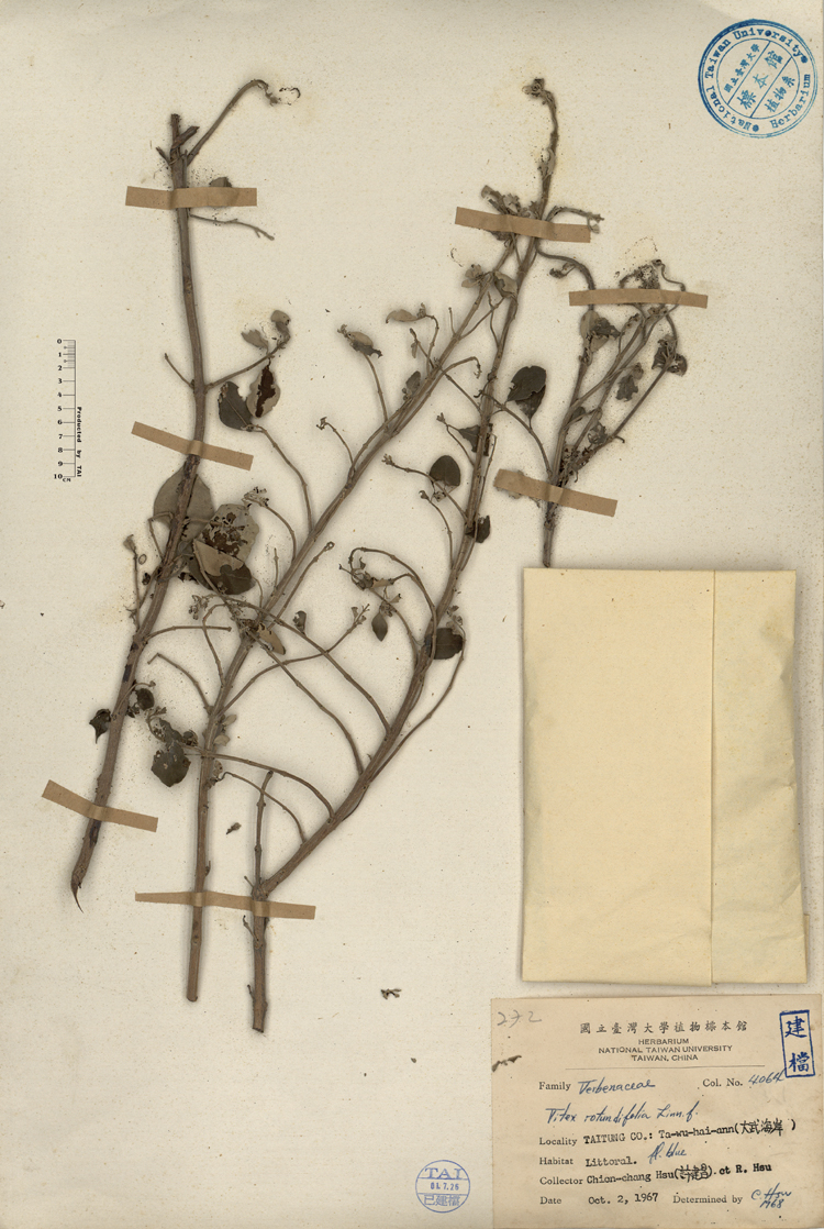 中文種名:海埔姜學名:Vitex rotundifolia Linn. f.俗名:海埔姜俗名（英文）:海埔姜