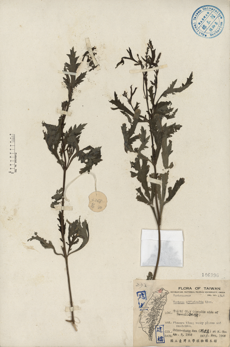 中文種名:馬鞭草學名:Verbena officinalis Linn.俗名:馬鞭草俗名（英文）:馬鞭草