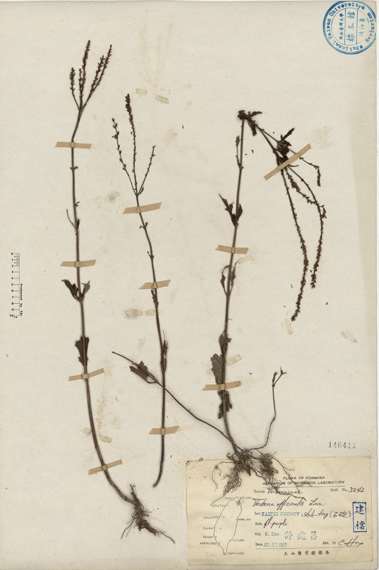 中文種名:馬鞭草學名:Verbena officinalis Linn.俗名:馬鞭草俗名（英文）:馬鞭草