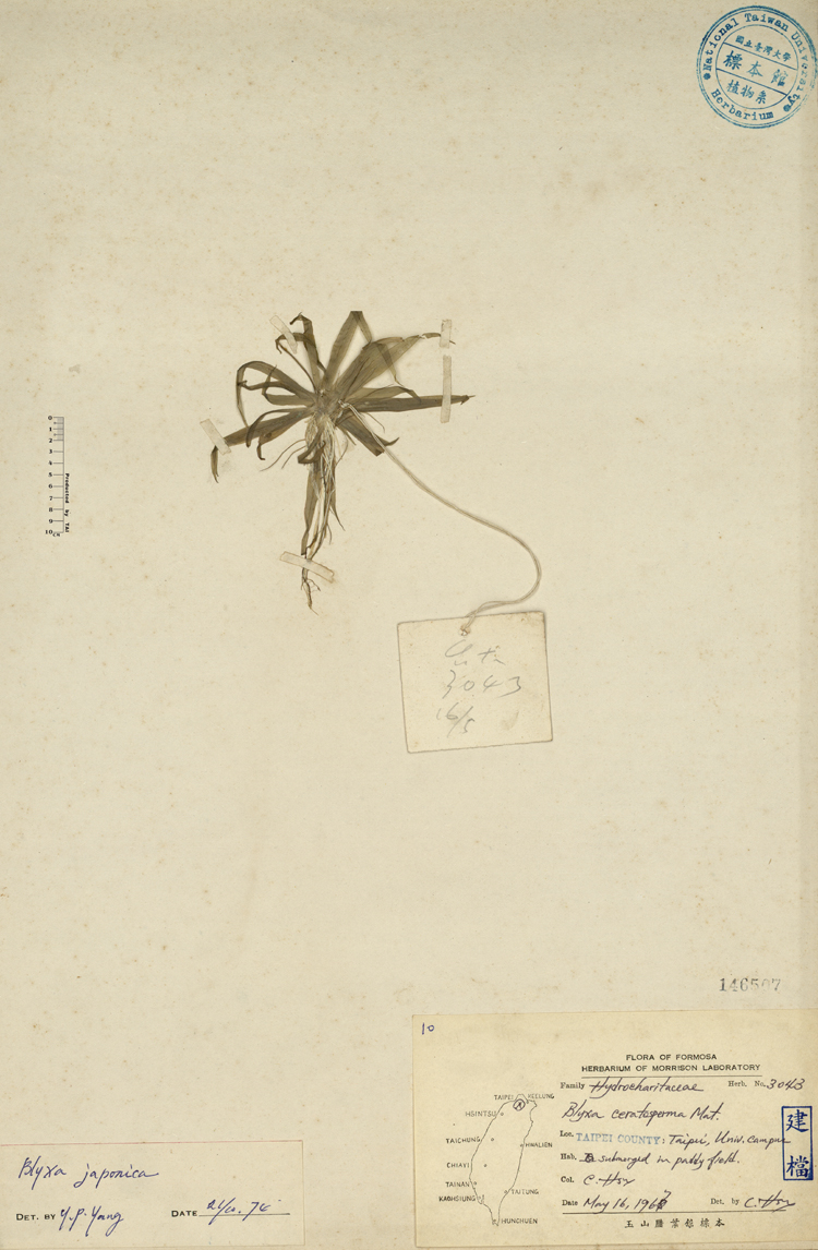 中文種名:日本簀藻學名:Blyxa ceratosperma Mat.俗名:日本簀藻俗名（英文）:日本簀藻